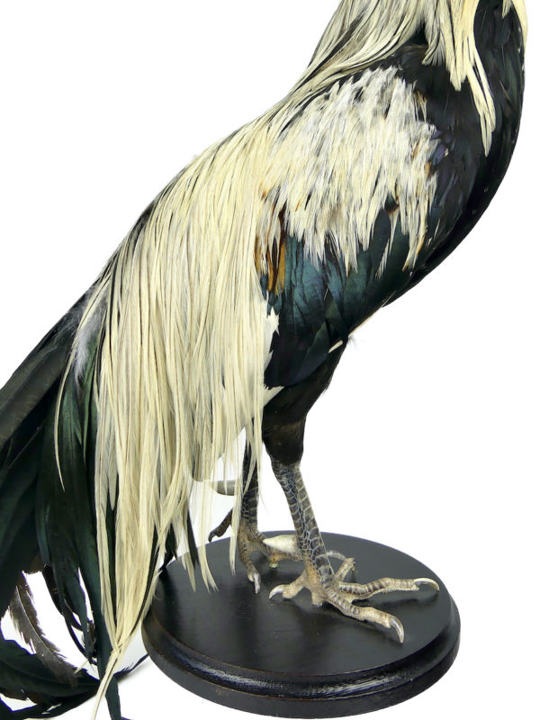 Coq Onagadori à longue queue naturalisé sur socle Japon (détail)