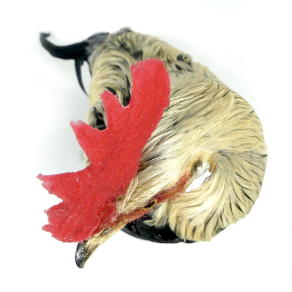 Coq Onagadori à longue queue naturalisé sur socle Japon (dessus)