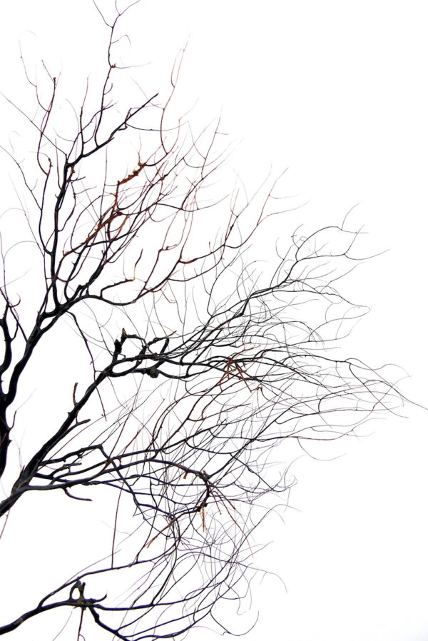 Gorgone noire à large pied sur socle en bois tourné noir (détail)