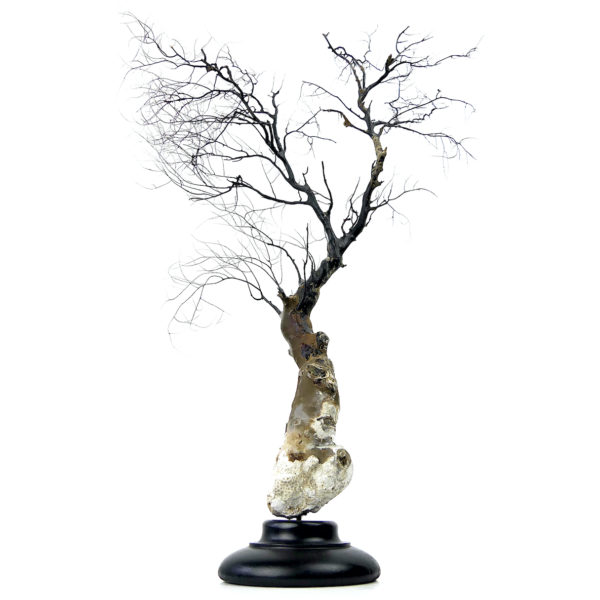 Gorgone noire à large pied sur socle en bois tourné noir (face)