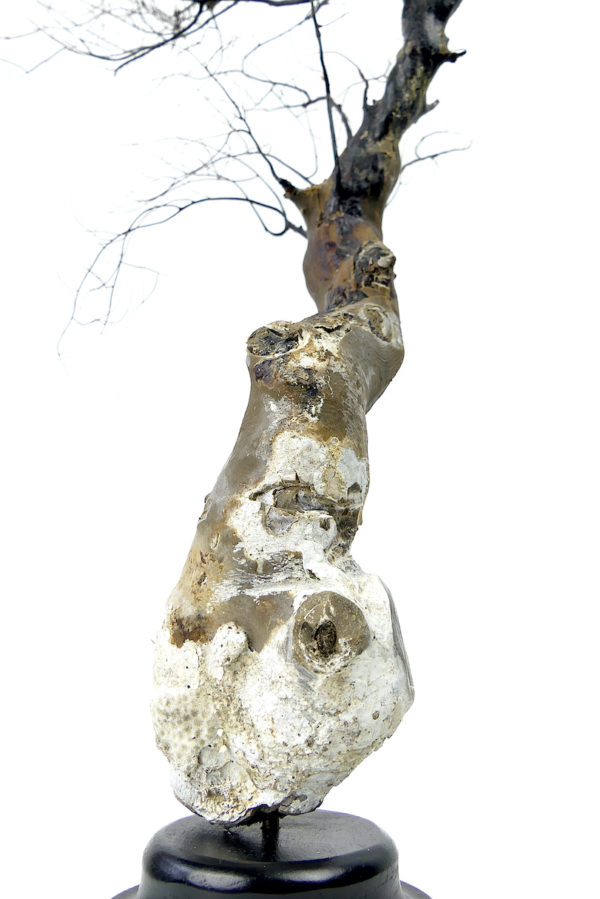 Gorgone noire à large pied sur socle en bois tourné noir (détail)