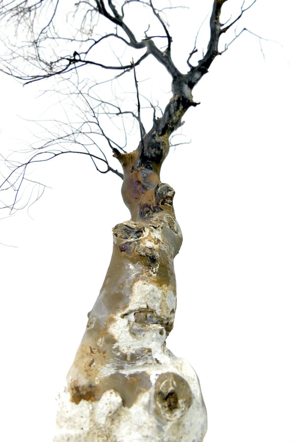 Gorgone noire à large pied sur socle en bois tourné noir (détail)