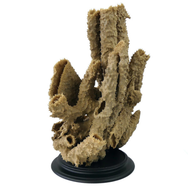 Grande éponge tubulaire Callyspongia Cladochalina sur socle (3/4)