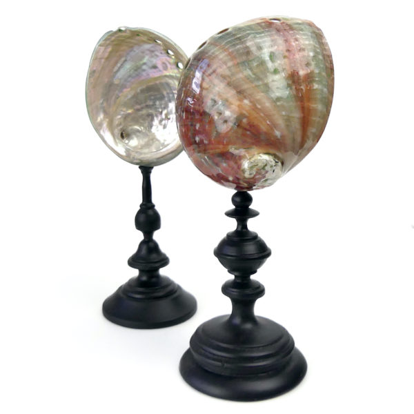 Coquilles d’ormeau polies sur pied en bois tourné noir Haliotis