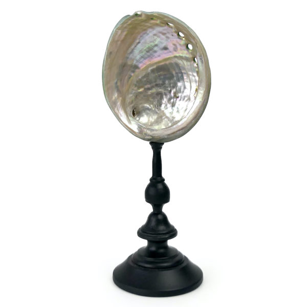 Coquille d’ormeau verte polie sur pied en bois tourné noir Haliotis (intérieur)