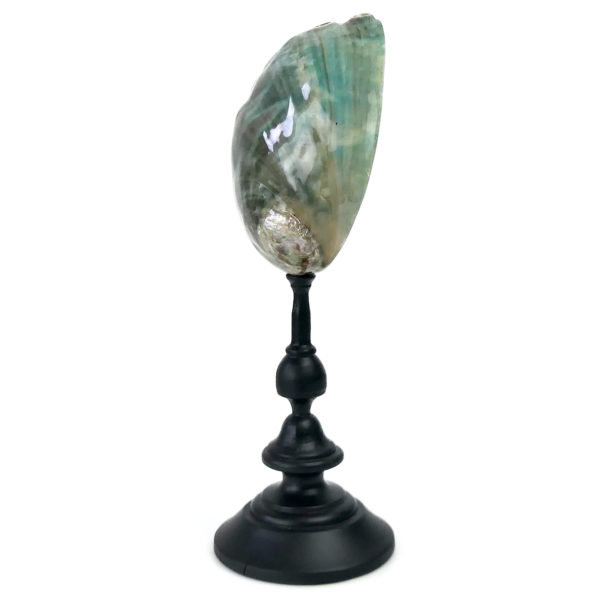 Coquille d’ormeau verte polie sur pied en bois tourné noir Haliotis (profil)