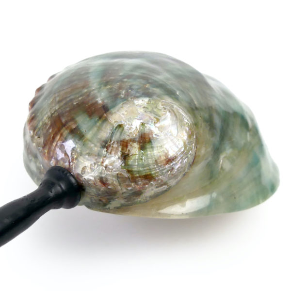 Coquille d’ormeau verte polie sur pied en bois tourné noir Haliotis (détail)