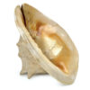 Grand casque cornu Cassis cornuta Escargot de mer géant (dessous 3/4)