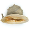 Grand casque cornu Cassis cornuta Escargot de mer géant (profil 3/4)