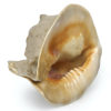 Grand casque cornu Cassis cornuta Escargot de mer géant (dessous 3/4)