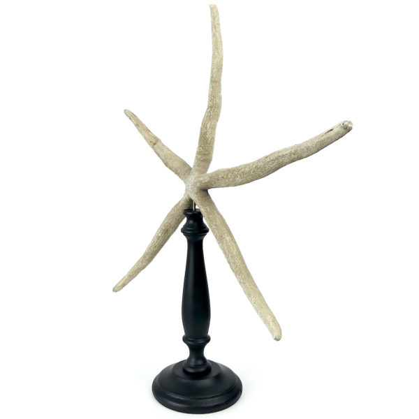 Grande étoile de mer Linckia laevigata sur pied (3/4)