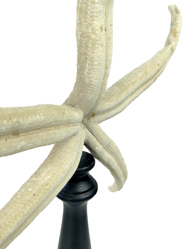 Grande étoile de mer Linckia laevigata sur pied (détail)