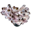 Bouquet de balanes coquilles de crustacés sur pied (dessus)