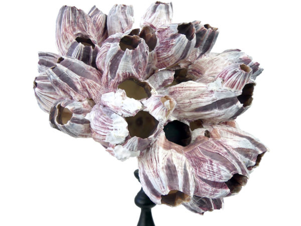 Bouquet de balanes coquilles de crustacés sur pied (détail)