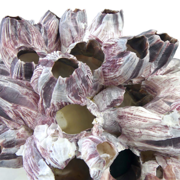 Bouquet de balanes coquilles de crustacés sur pied (détail)