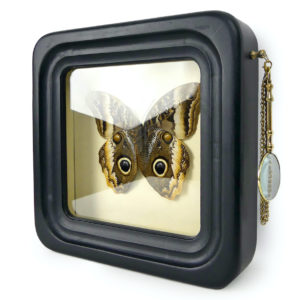 Papillon Caligo atreus dans cadre à observation avec loupe (3/4)