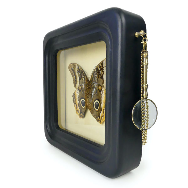 Papillon Caligo atreus dans cadre à observation avec loupe (3/4)