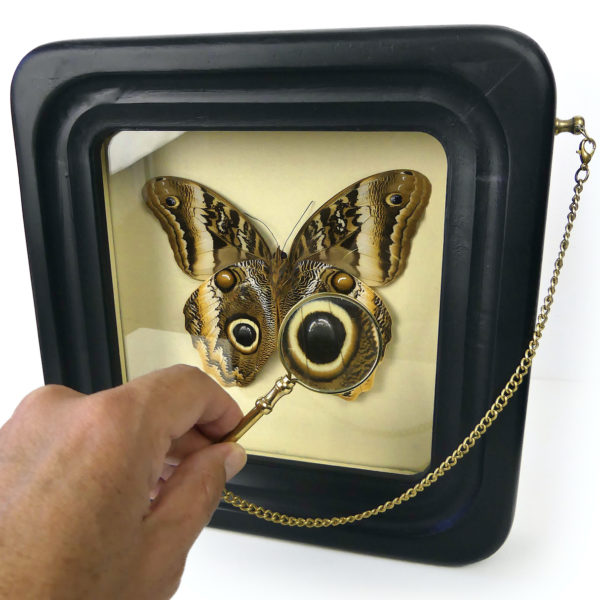 Papillon Caligo atreus dans cadre à observation avec loupe (3/4)