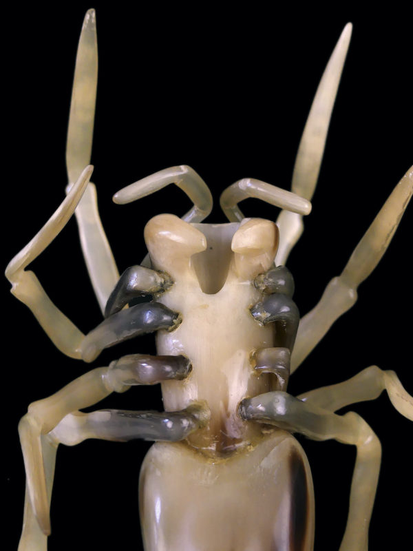 Araignée en corne Art populaire Artisanat Années 50/60 (détail)