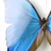 Papillon Morpho menelaus bleu dans cadre entomologique (détail)