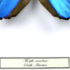 Papillon Morpho menelaus bleu dans cadre entomologique (détail)