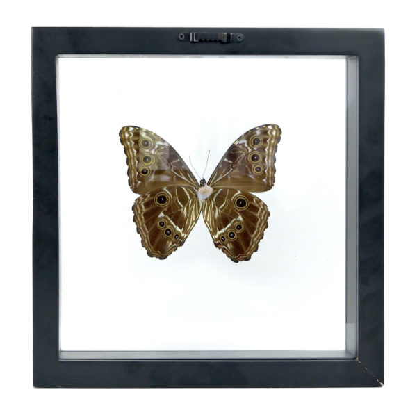 Papillon Morpho bleu cadre carré à double plaque de verre (dos)