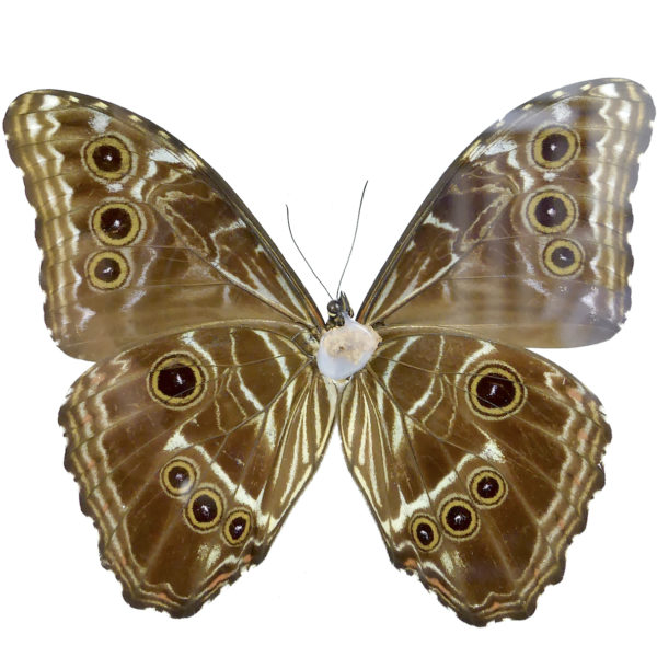 Papillon Morpho bleu (dos)