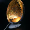 Lampe d’ambiance ormeaux et coquillage Royan Années 50 (3/4 allumée)
