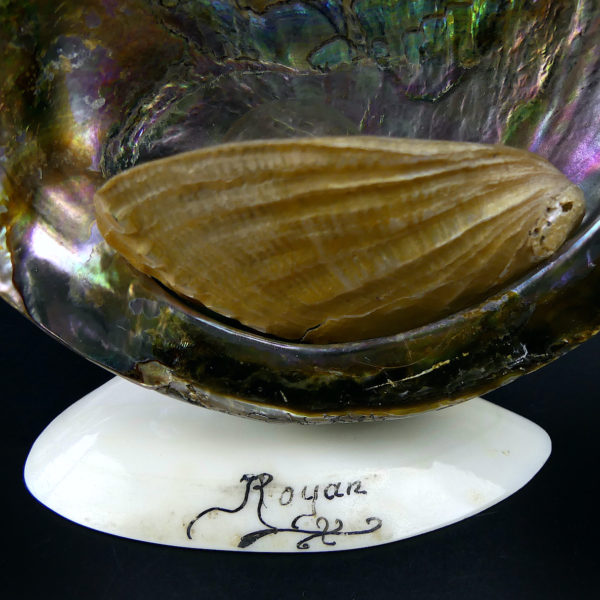 Lampe d’ambiance ormeaux et coquillage Royan Années 50 (détail)