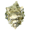 Petite théière égoïste Coquillage en barbotine années 50 (dessous)