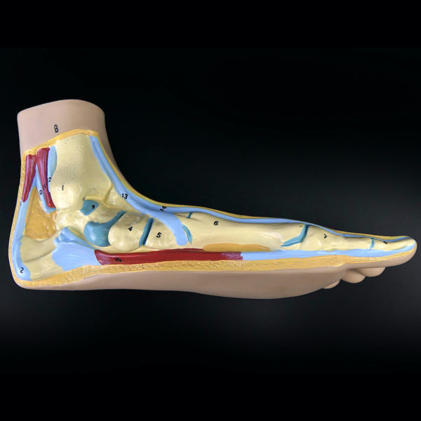 Modèle anatomique de pied plat gauche en coupe (profil)