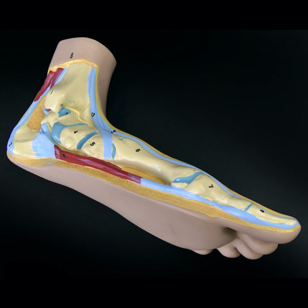 Modèle anatomique de pied plat gauche en coupe (3/4)