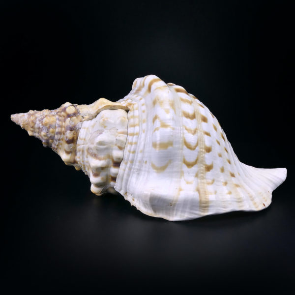Triton géant Charonia tritonis Triton conque Trompette de Neptune (profil)