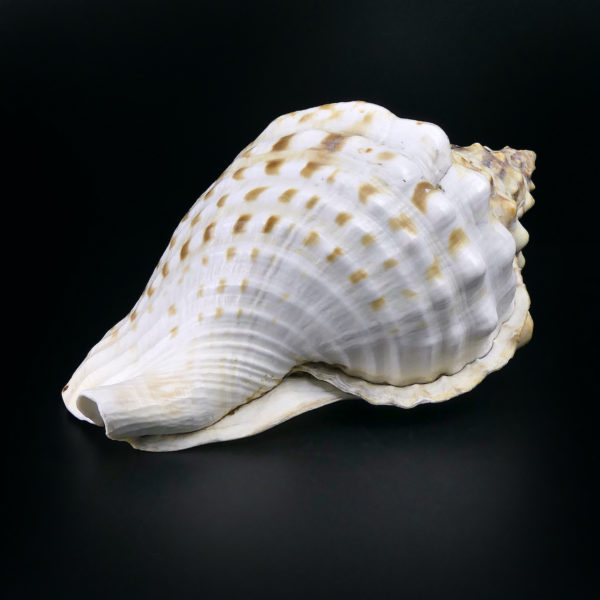 Triton géant Charonia tritonis Triton conque Trompette de Neptune (3/4)