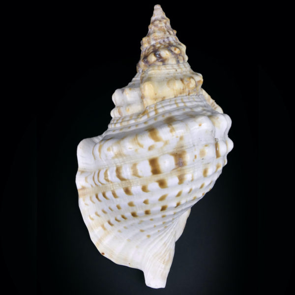 Triton géant Charonia tritonis Triton conque Trompette de Neptune (dessus)