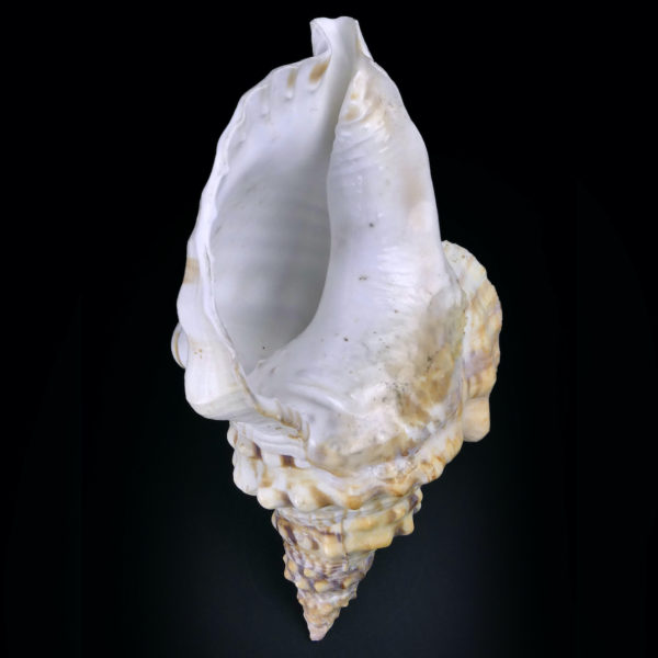 Triton géant Charonia tritonis Triton conque Trompette de Neptune (dessous)