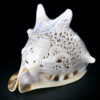 Casque cornu ciselé au poulpe poissons et fond marin Cassis cornuta (3/4)