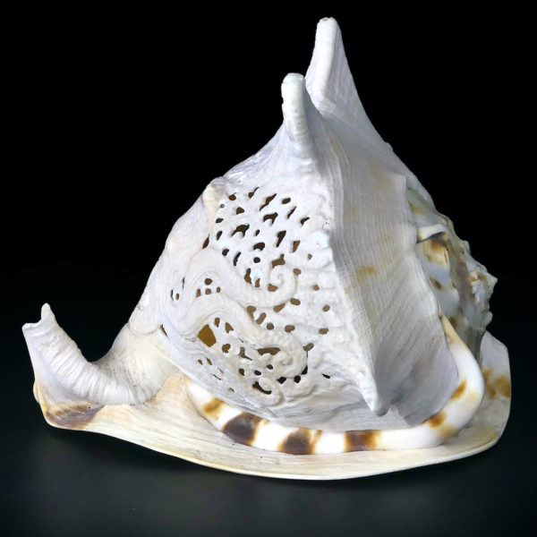 Casque cornu ciselé au poulpe poissons et fond marin Cassis cornuta (profil)