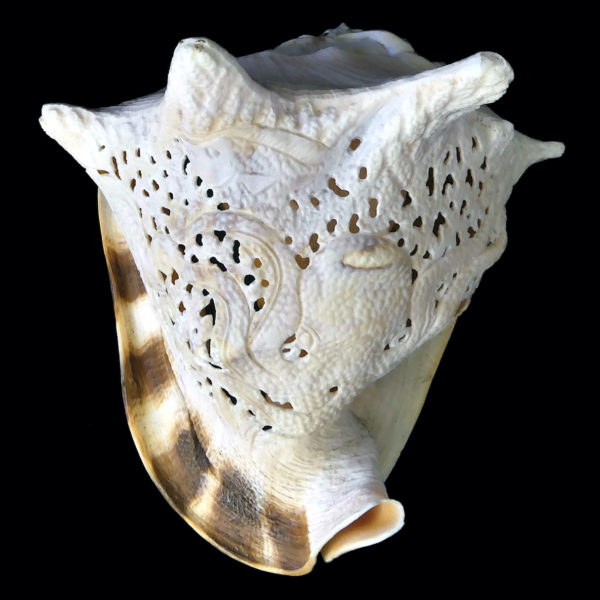 Casque cornu ciselé au poulpe poissons et fond marin Cassis cornuta (dessus)