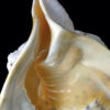 Casque cornu ciselé au poulpe poissons et fond marin Cassis cornuta (détail)