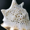 Casque cornu ciselé au poulpe poissons et fond marin Cassis cornuta (détail)