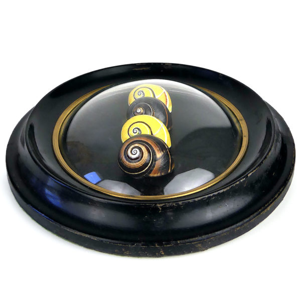 Cadre 4 escargots Polymita sous verre bombé XIXe Cuba (dessous)