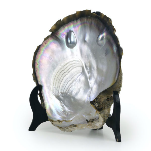 Nacre 2 mabe Tuamotu coquille d’huître perlière noire brute Pinctada maxima sur socle (3/4)