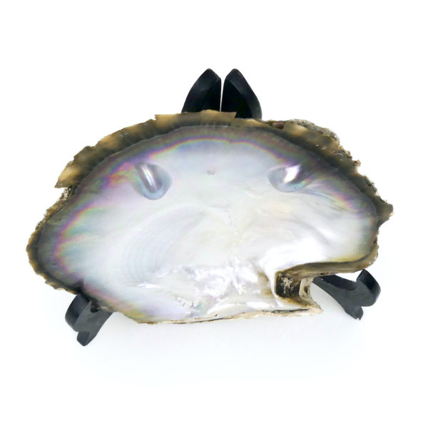 Nacre 2 mabe Tuamotu coquille d’huître perlière noire brute Pinctada maxima sur socle (dessus 3/4)