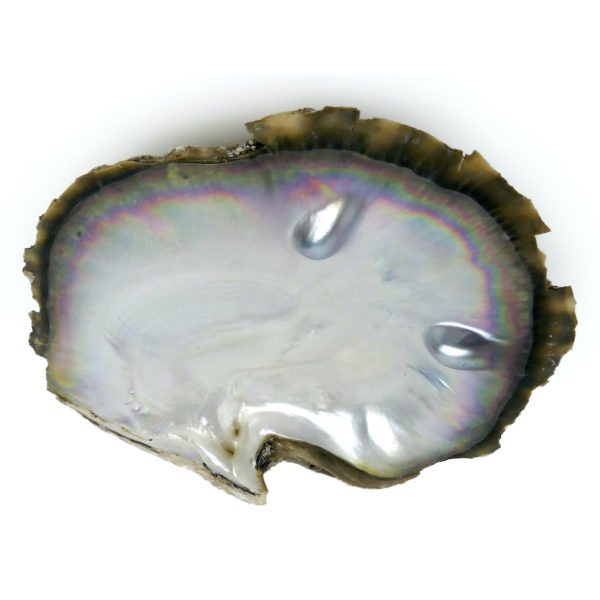 Nacre 2 mabe Tuamotu coquille d’huître perlière noire brute Pinctada maxima (3/4)