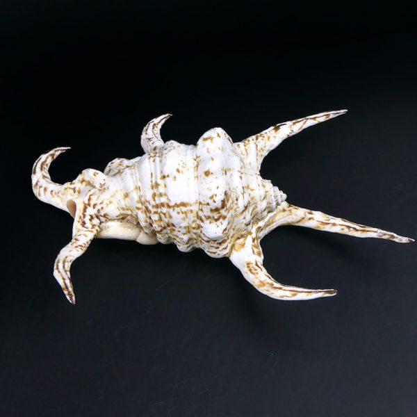 Coquillage strombe araignée - Harpago chiragra - Lambis Rugosa (dessus)