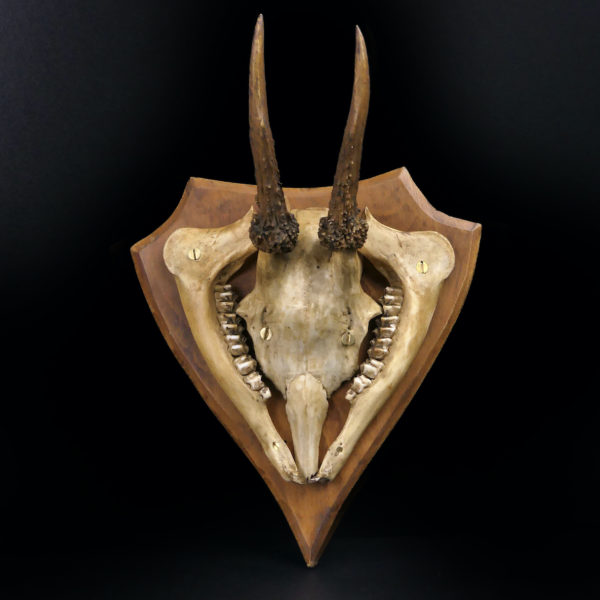 Massacre trophée de chasse de chevreuil ancien sur écusson en bois (face)