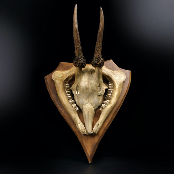 Massacre trophée de chasse de chevreuil ancien sur écusson en bois (face)