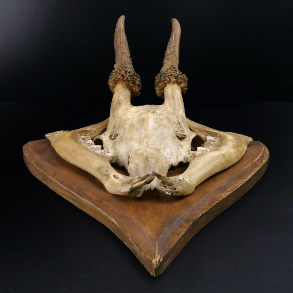 Massacre trophée de chasse de chevreuil ancien sur écusson en bois (dessous)