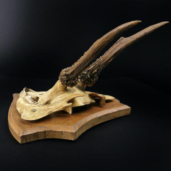 Massacre trophée de chasse de chevreuil ancien sur écusson en bois (dessus 3/4)